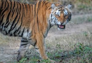 Photo Bengal tiger