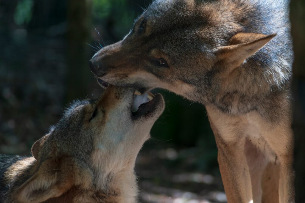 Photo Wolfs Partners