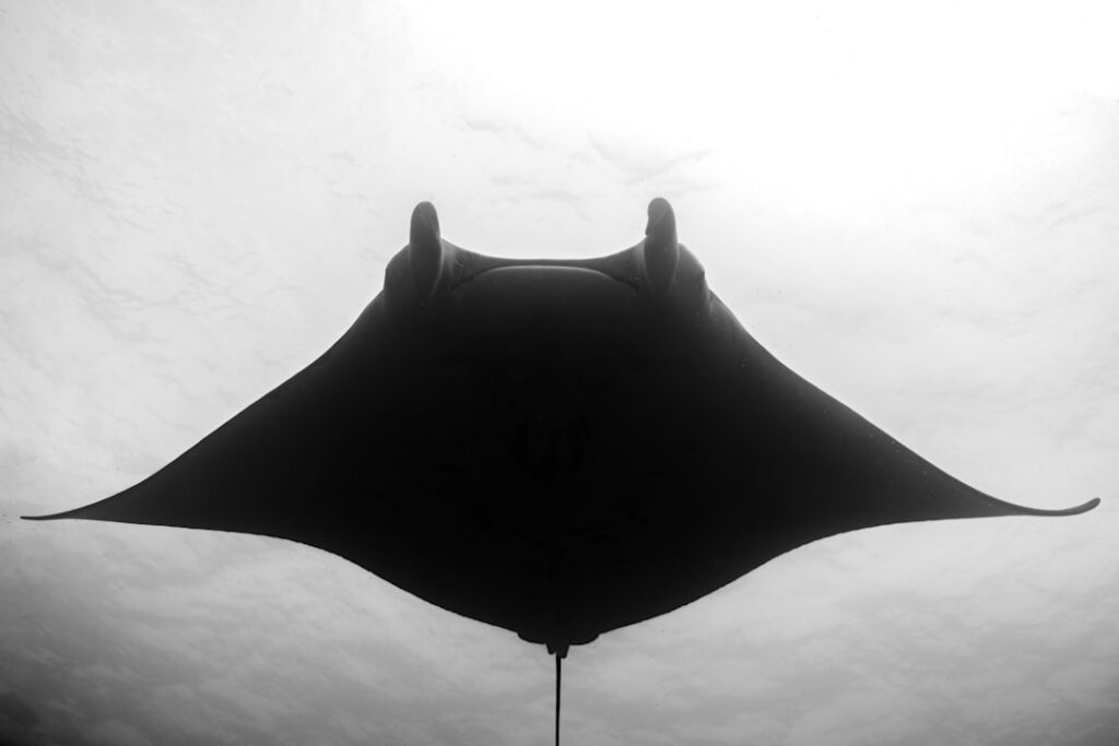 Photo Batgirl film review