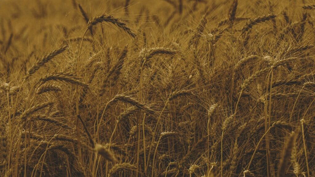 Photo Harvest visual review