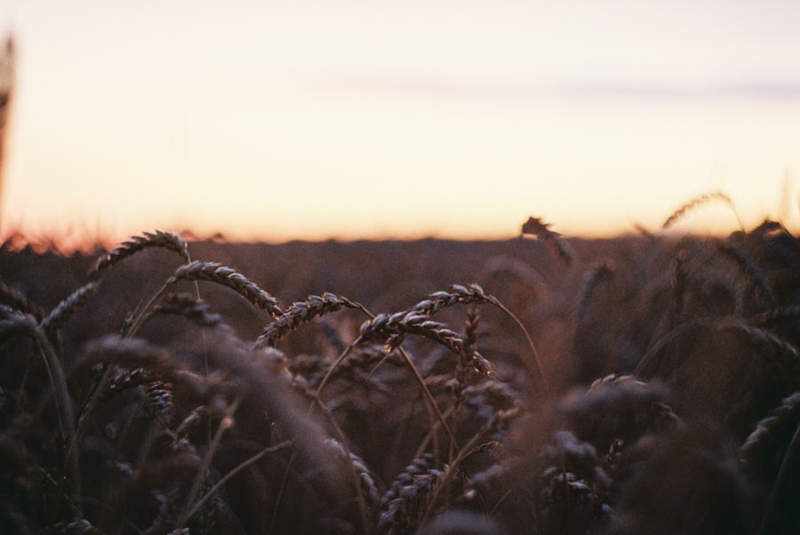 Recenzja filmu Harvest wizualna 2 Photo Harvest visual review